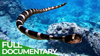 Sea of Snakes  In the Realm of the Deadly Niue Sea Krait  Free Documentary Nature [upl. by Madda]