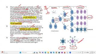 Humoral amp Cell mediated immunityimmunology apbiology ibbiology examprep olympiad lifescience [upl. by Ardnosac]