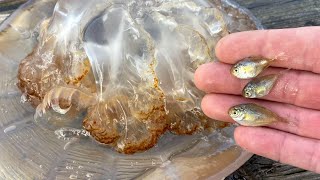 Butterfish in Giant Jelly Halfbeak Spotted Hake amp More 11424 Long Island [upl. by Arlan]