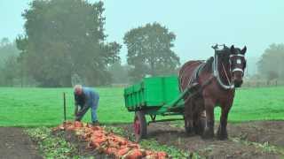 Belgian Draft Horsesbeet harvest with respect for the environmentBerlaarBelgium [upl. by Anyk]