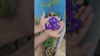 💯🔥quotGrow🤯😱 Aprajita😲 Plant at Home Easy Tips for Beautiful Bloomsorganicgardening shortsfeed [upl. by Anits]