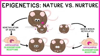 Epigenetics Nature vs Nurture [upl. by Daile]