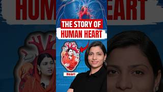 Story of Human Heart  Ritu Rattewal neetbiology neetconcept neet heart humanheart [upl. by Aisac]