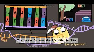 Biology with subtitle through AMOEBA SISTERS  DNA vs RNA [upl. by Eniloj]