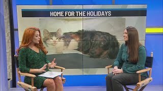 Mohawk Hudson Humane Society looking for your help during holidays [upl. by Felisha]