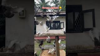 pigeons coming for foods after calling 😋😍😍kabutar ki videokabootar shorts [upl. by Bartholomeo]