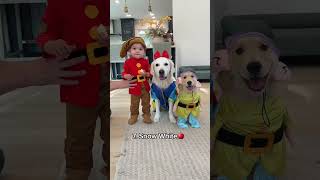 Our Bsby and Dogs 13 Halloween Costumes [upl. by Teahan]