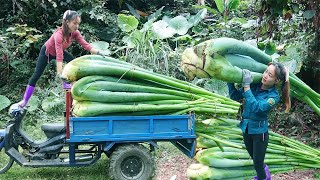 Use 3wheeled Vehicle Harvesting Taro Plants To Cook For Pigs Build Nest For Chickens To Lay Eggs [upl. by Yerxa]