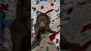 Australian Cobberdog Dottie 1 month old australiancobberdog puppy [upl. by Aseela]