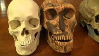 Comparison of Modern Human CroMagnon and Neanderthal  Part 1 [upl. by Niarfe473]