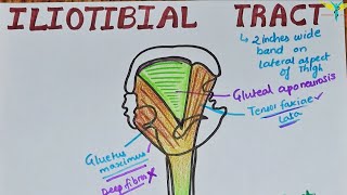 Iliotibial Tract  Iliotibial Band  Clinical Anatomy [upl. by Hepsiba]