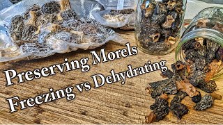 How to Preserve Morels Freezing vs Dehydrating [upl. by Goody93]