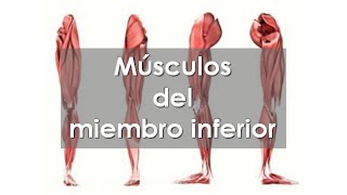 Anatomía del APARATO LOCOMOTOR 🦵 Músculos del MIEMBRO INFERIOR [upl. by Aihsinyt932]