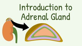 Animated Adrenal Gland structure Hormones Physiology Adrenal cortex amp Medulla bs Nursing year i [upl. by Alis22]