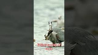 Extinct species of eagle eagles birds nature beautifulnature viralvideo shortvideo [upl. by Radloff]