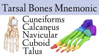 Foot amp Ankle Bone Anatomy Mnemonic Tarsal Bone Names [upl. by Aciraa401]