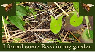 I found some Bees building in my old Suffolk garden East Anglia [upl. by Henig994]