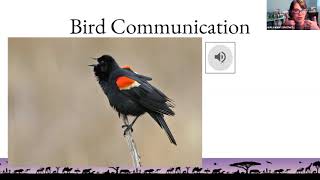 Birding By Ear Beginners Guide to Bird Songs Calls and Commotion Webinar [upl. by Burrton509]