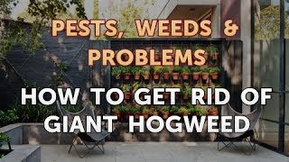 How to Get Rid of Giant Hogweed [upl. by Dever]