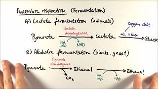 A2 Biology  Anaerobic respiration OCR A Chapter 185 [upl. by Currey]