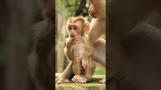 101924 monkey monkeywildlife babymonkey [upl. by Ttihw]