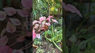 Plantas de meia sombra [upl. by Dogs458]