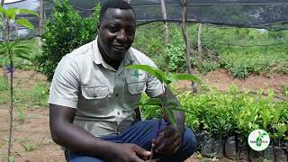 APPLE MANGO SEEDLINGS AND FRUIT PRODUCTION [upl. by Eislehc]