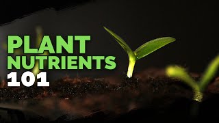 Plant Nutrition 101 All Plant Nutrients and Deficiencies Explained [upl. by Hussar]