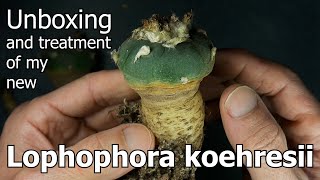 Unboxing and Treatment of My New Lophophora koehresii [upl. by Dolores]