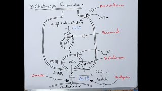 Cholinergic Transmission  Acetylcholine Neurotransmitter  Myasthenia Gravis  Neostigmine  ACh [upl. by Jareb177]