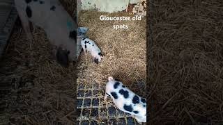 Gloucester old spot pigs piggy pigsellingandbuying pigs pig cropculture [upl. by Merline]