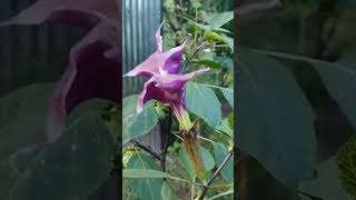 Datura Devils Trumpet [upl. by Ahsad]