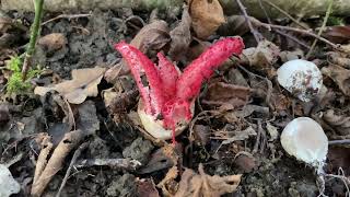 Clathrus archeri September 17 2022 [upl. by Tamas685]