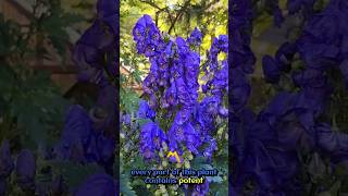 Monkshood Beautys Deadly Secret Revealed nature naturelovers [upl. by Akinam]