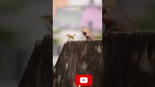 A tailor bird escaped from a chameleon escapedshutterpressbird birdstory tailorbird lizard [upl. by Nordin]