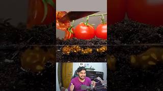 Growing Tomato From Seed Time Lapse 🍅 shorts [upl. by Achorn756]