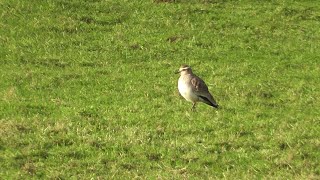 Sociable Lapwing Bude Cornwall 03 01 2021 [upl. by Fennell]