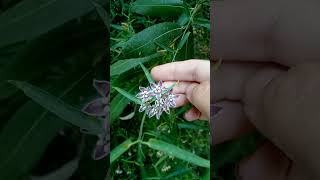 Climbing milkweed WestcoastWildlife [upl. by Aihsakal]