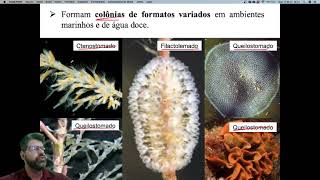 Aula 10 Polyzoa Cycliophora e Entoprocta Parte 2 [upl. by Anahpets117]