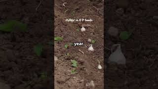 Hybrid Seeds Vs Open Pollinated Seeds plants natural garden vegetable hybridseeds seeds [upl. by Larok]