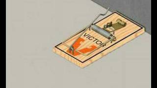 How to Set a Mouse Trap  Video Instructions  Demo [upl. by Etnuhs]