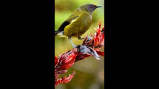 Bellbird Song of New Zealand 🎶🐦 shorts [upl. by Amein]