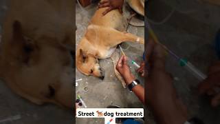 😱Parvo🦠 treatment💉 street dog🐕‍🦺pets petlovers cat viralshort trending youtubeshorts doglover [upl. by Aynad996]