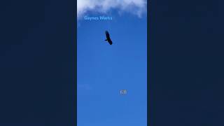 Majestic Turkey Vulture flying above Bayou LafourcheLavultures nature wildlife shorts [upl. by Suvart301]