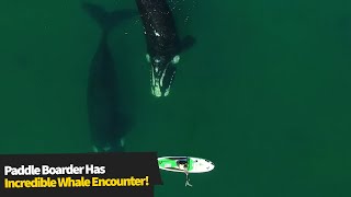 Paddleboarder Has Incredible Encounter With Whales😱 [upl. by Ahsinned]