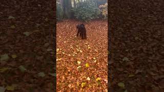 Cole the black fluffy dog with fallen leaves in the park [upl. by Eserrehs46]