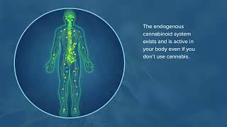 What is the endogenous cannabinoid system [upl. by Northey793]