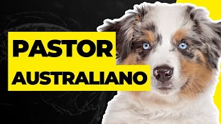 PASTOR AUSTRALIANO CARACTERÍSTICAS HISTORIA Y CUIDADOS [upl. by Oicneserc]