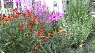 Propagating Catmint or Nepeta [upl. by Abbi]