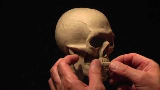 Sculpting a Human Skull in Claypart2 [upl. by See747]